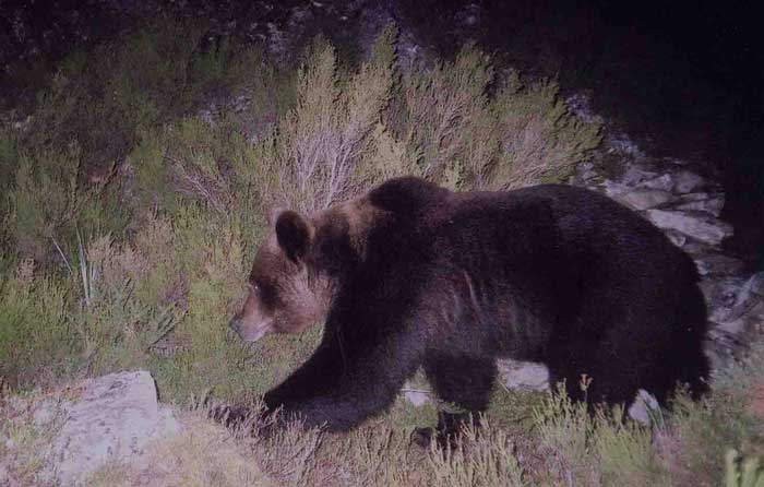 ours cantabrique