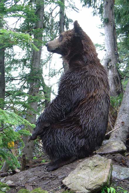Grizzli