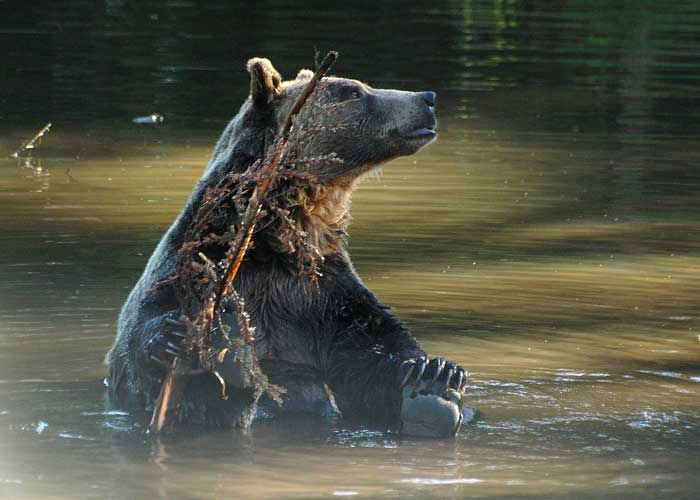 Grizzli