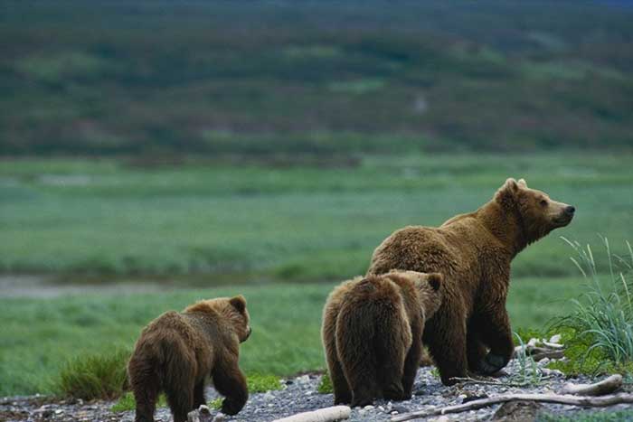 Famille d'ours bruns