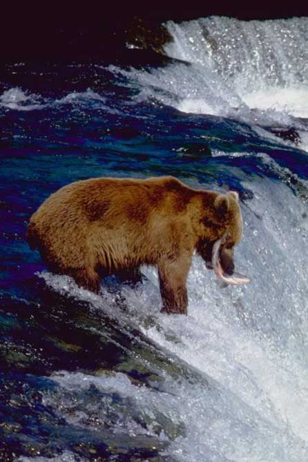 Ours brun qui pèche le saumon