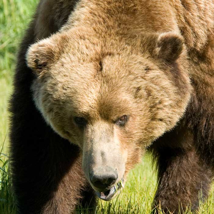 Ours brun