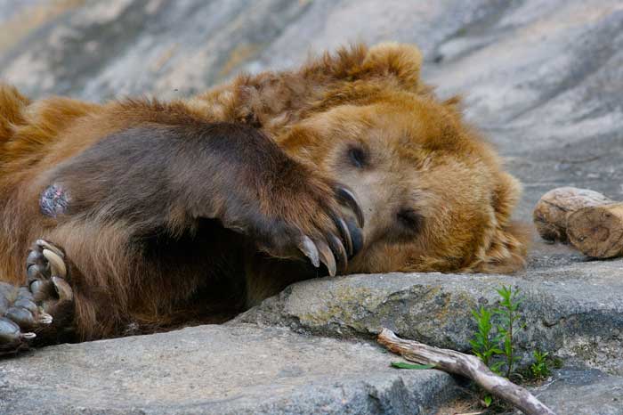Ours brun